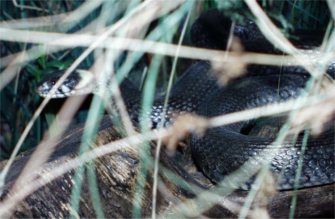 ../Images/012 Die Ringelnatter 11022004.jpg